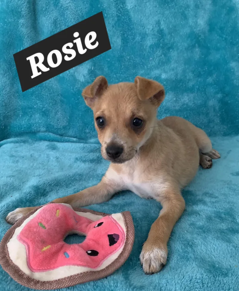 Rosie thumbnail 2