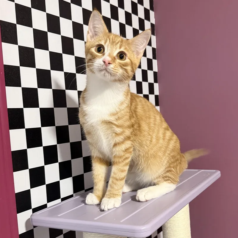 A baby small-sized male Orange & White Domestic Short Hair cat named Easy for adoption in Sweetwater, TN