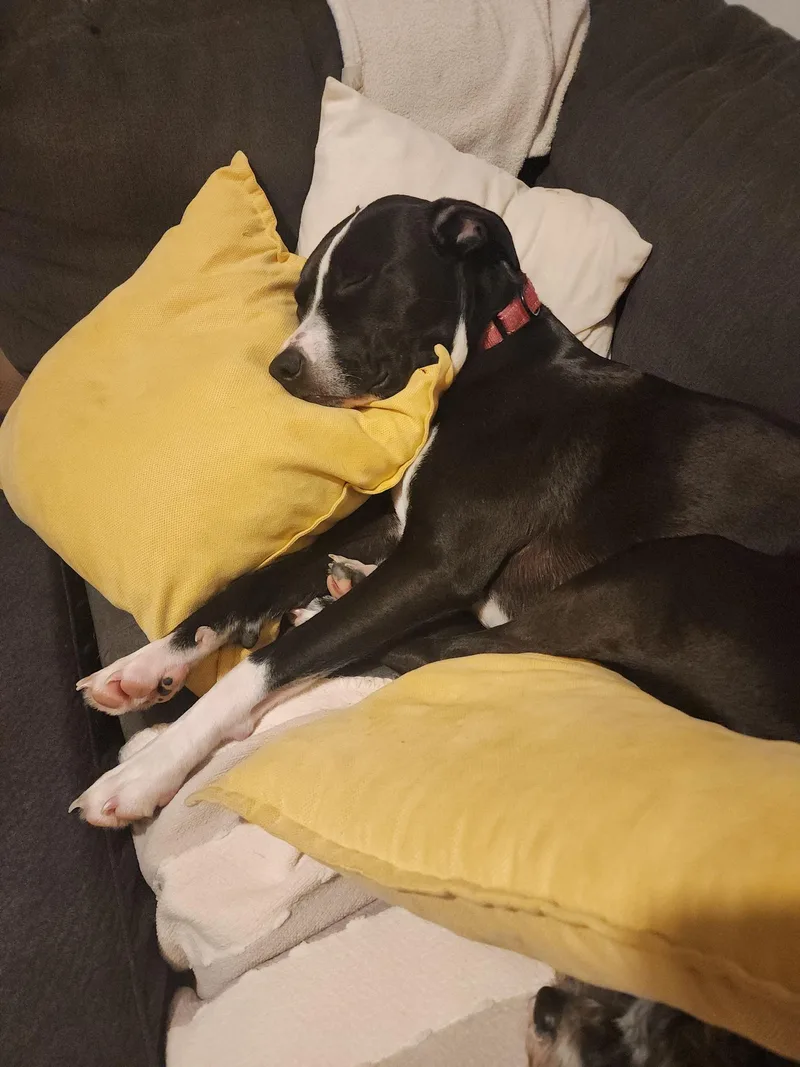 A baby medium-sized female Mixed Breed dog named Miss Dinky for adoption in Racine, WI