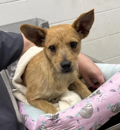 A young small-sized female Yellow / Tan / Blond / Fawn Terrier dog named Wheat Thin for adoption in Kansas City, MO