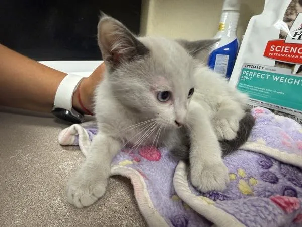A baby small-sized female Siamese cat named Ocean for adoption in Salisbury, MD