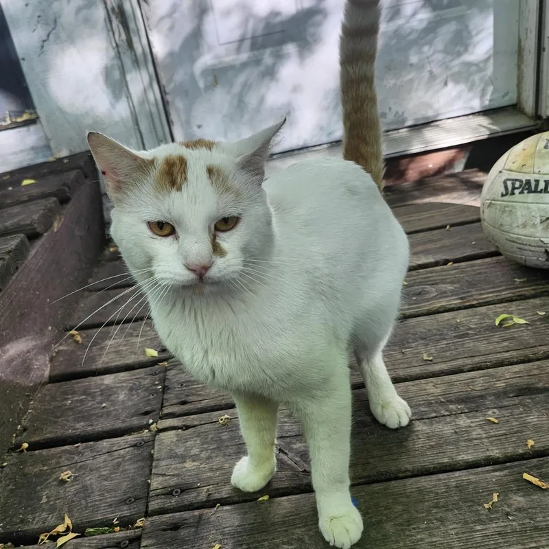 An adult small-sized male White Domestic Short Hair cat named Found Oak Terrace Mobile for adoption in Rochester, MN
