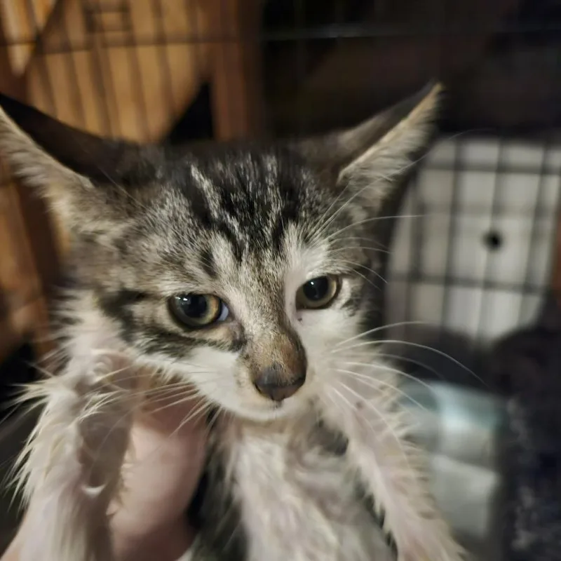 A baby small-sized female Tabby (Brown / Chocolate) Domestic Short Hair cat named Adrestia for adoption in Brooklyn, NY