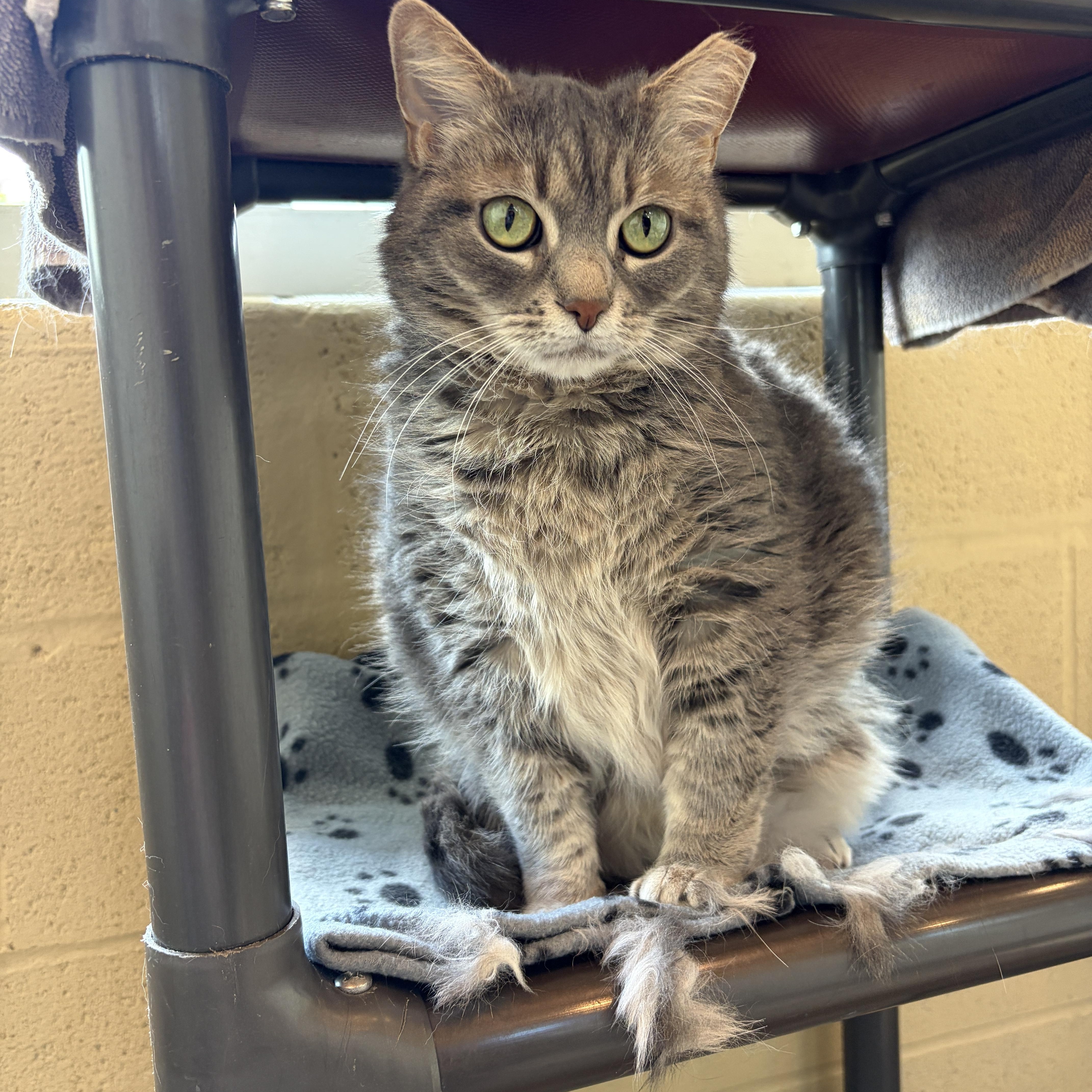 An adult large-sized female Tabby (Gray / Blue / Silver) Domestic Long Hair cat named Lulu for adoption in Winchester, VA