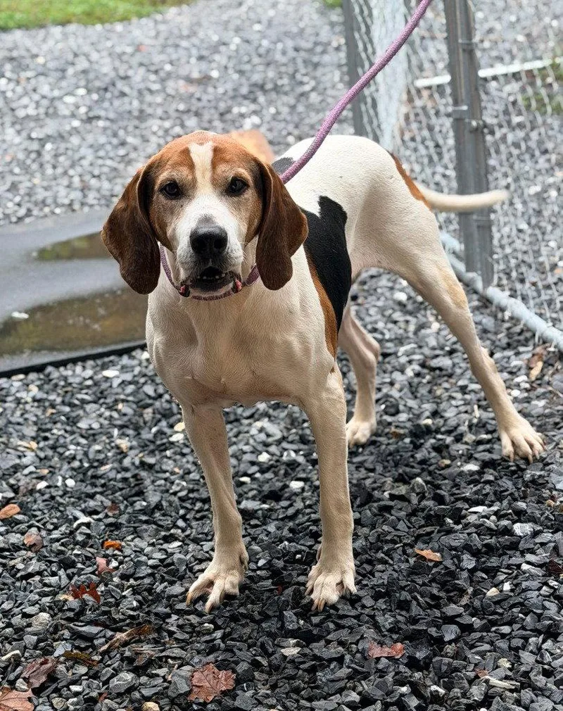 An adult large-sized male Hound dog named Archie for adoption in Lovingston, VA