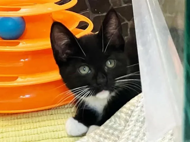 A baby small-sized female Domestic Short Hair cat named Skeeter for adoption in Martinez, CA