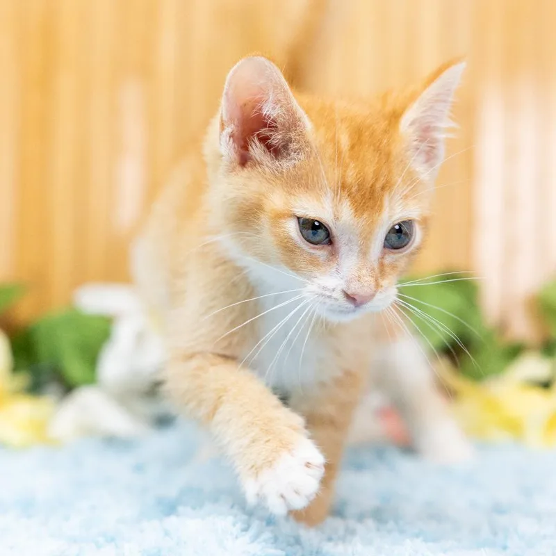 A baby small-sized male Orange / Red Domestic Short Hair cat named Abdi for adoption in Durham, NC