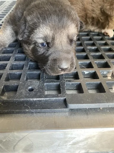 A baby small-sized male Mixed Breed dog named Neptune for adoption in Dallas, TX