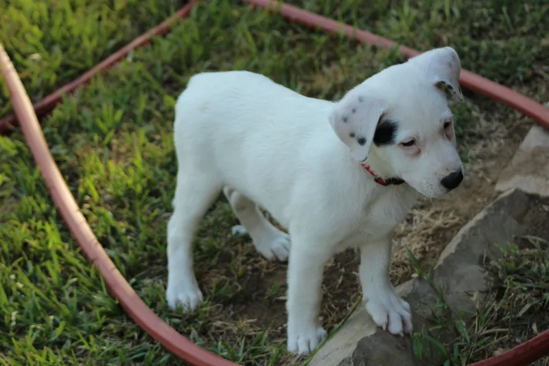 A baby medium-sized male Mixed Breed dog named Wheezy for adoption in Joshua, TX