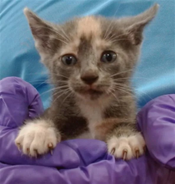 A baby small-sized female Domestic Short Hair cat named Buttercup for adoption in Miami, FL