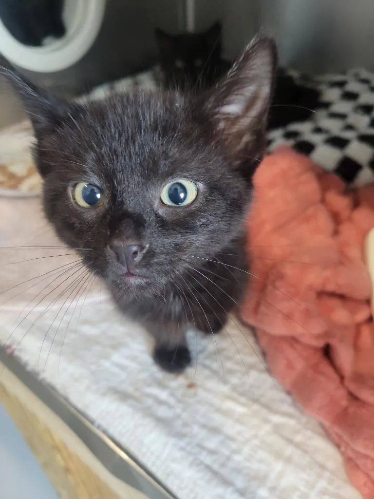 A baby medium-sized male Domestic Medium Hair cat named I Paul Leary for adoption in Ashland, WI