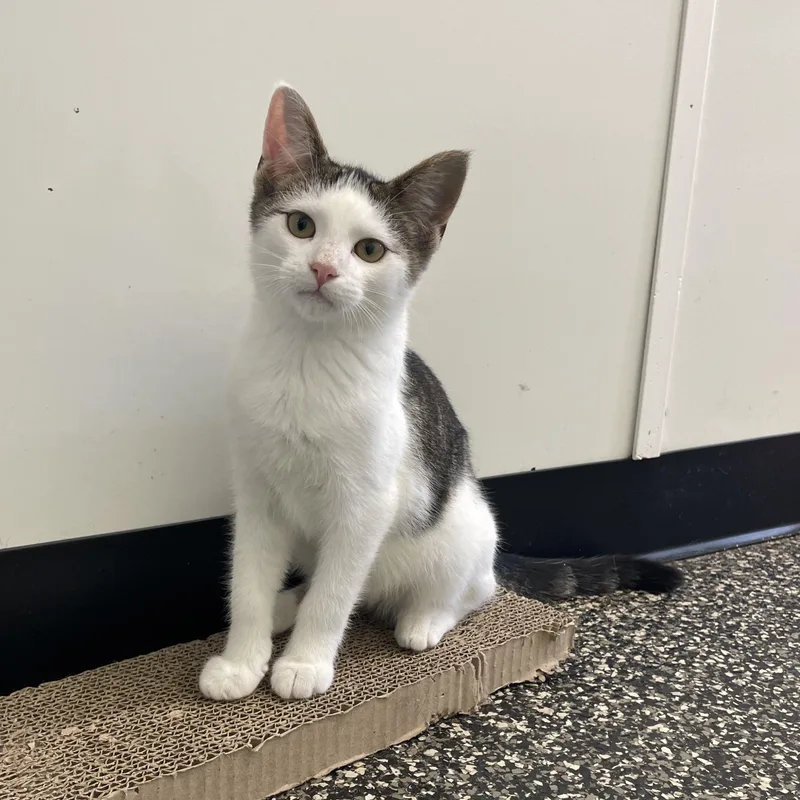 A baby medium-sized male Domestic Short Hair cat named Benoit for adoption in McKenzie, TN