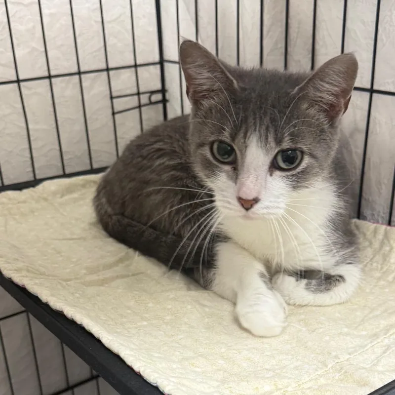A young small-sized female Gray / Blue / Silver Domestic Short Hair cat named Eloise May for adoption in Normal, IL