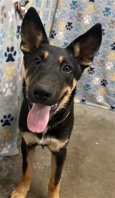 A young small-sized male German Shepherd Dog dog named Bronco for adoption in Rosenberg, TX