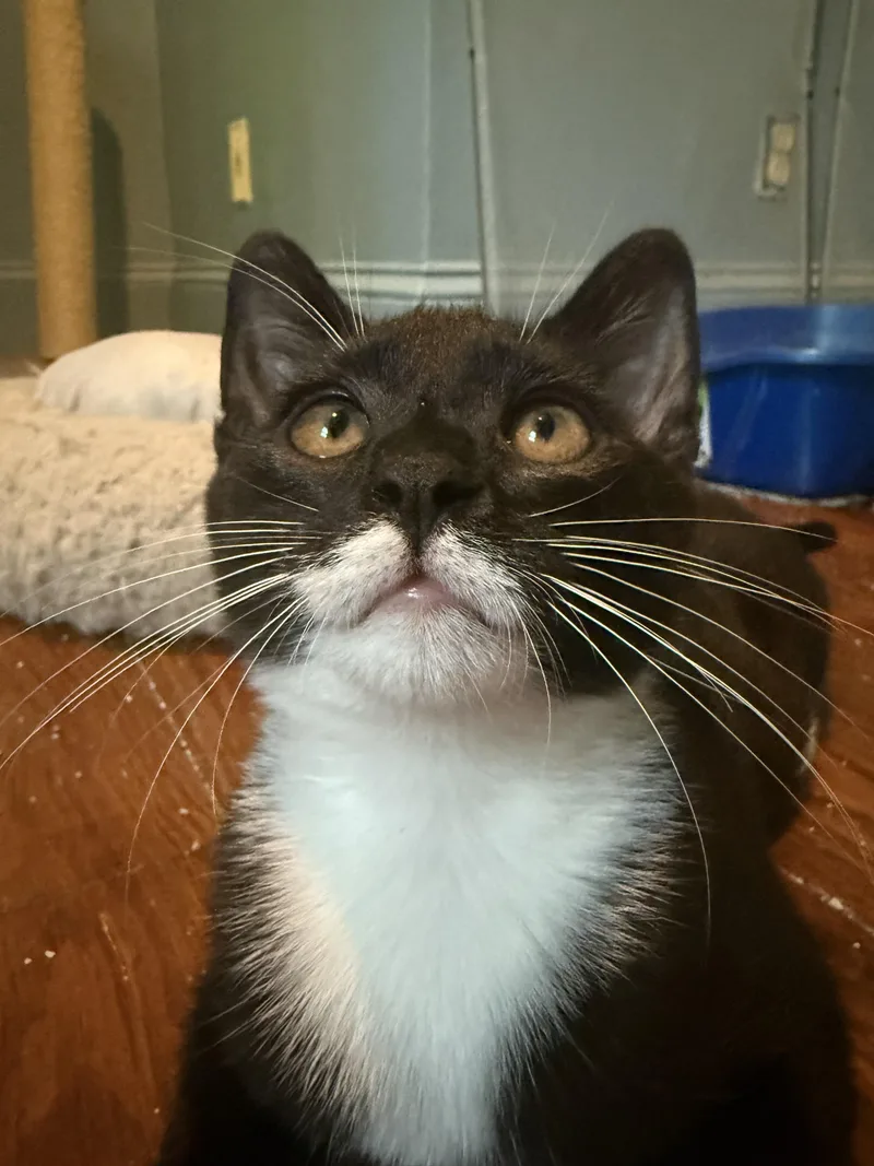 Bunsen Burner  Athens thumbnail 2