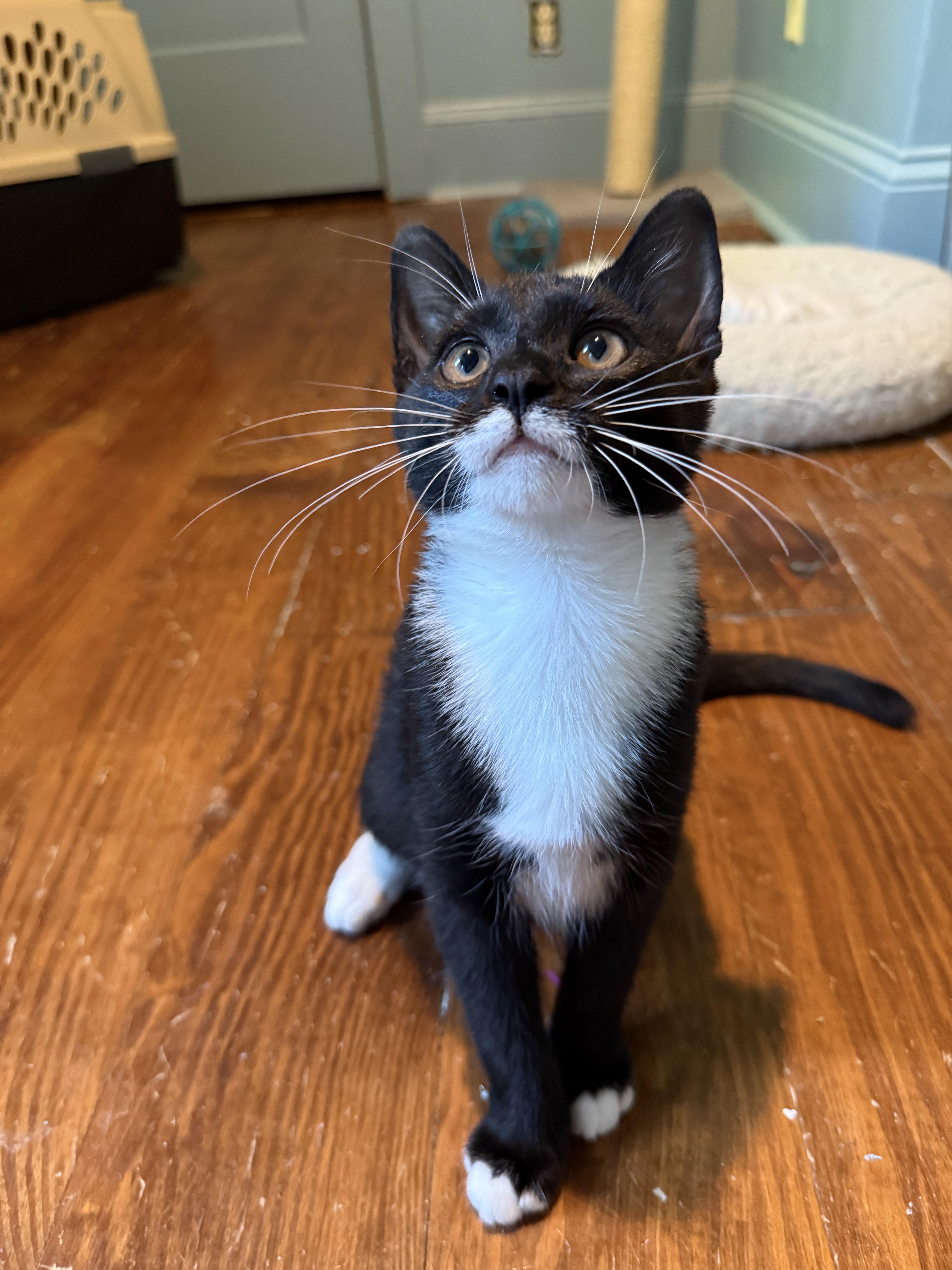 Bunsen Burner  Athens thumbnail 3