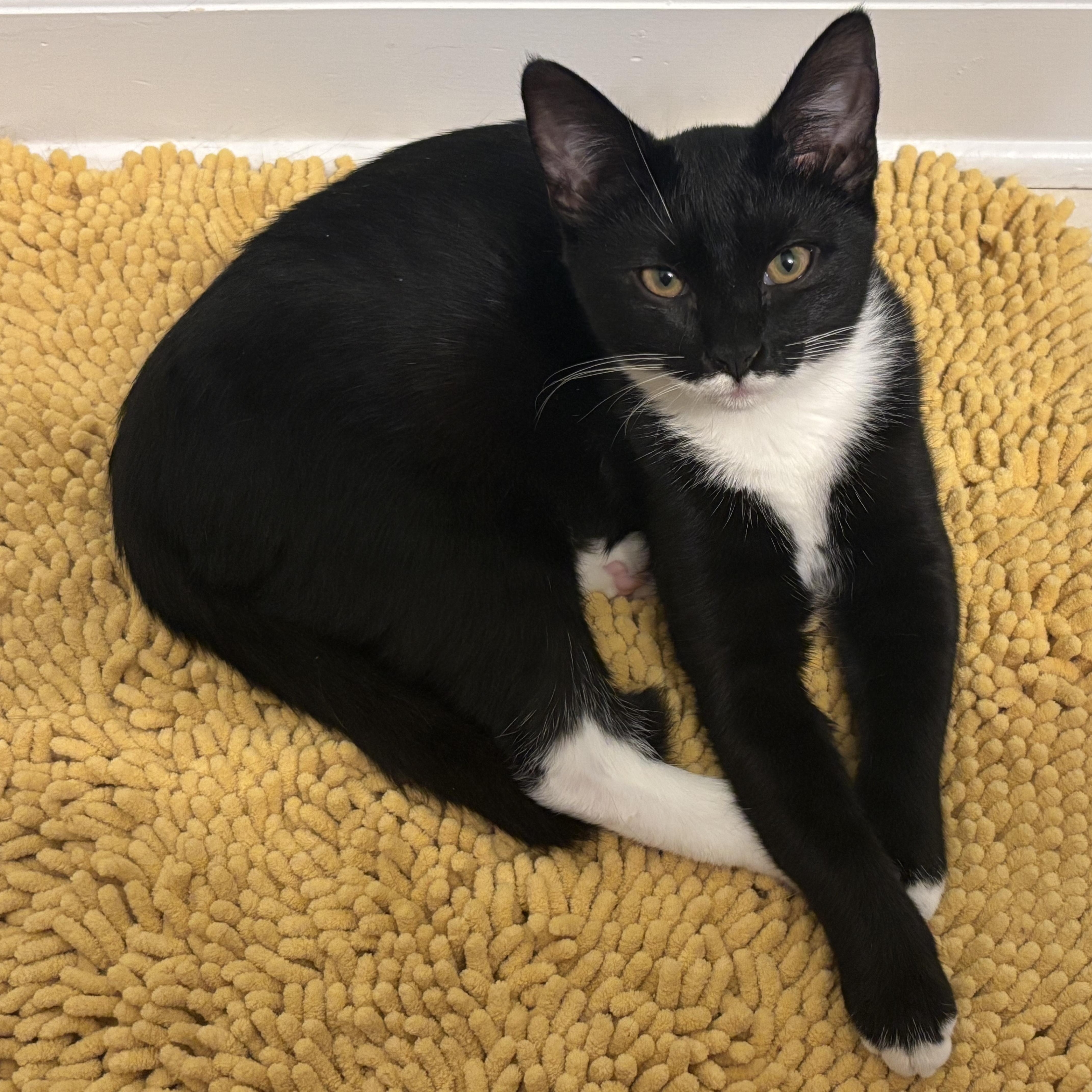 Bunsen Burner  Athens