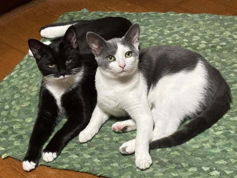 Bunsen Burner  Athens thumbnail 4