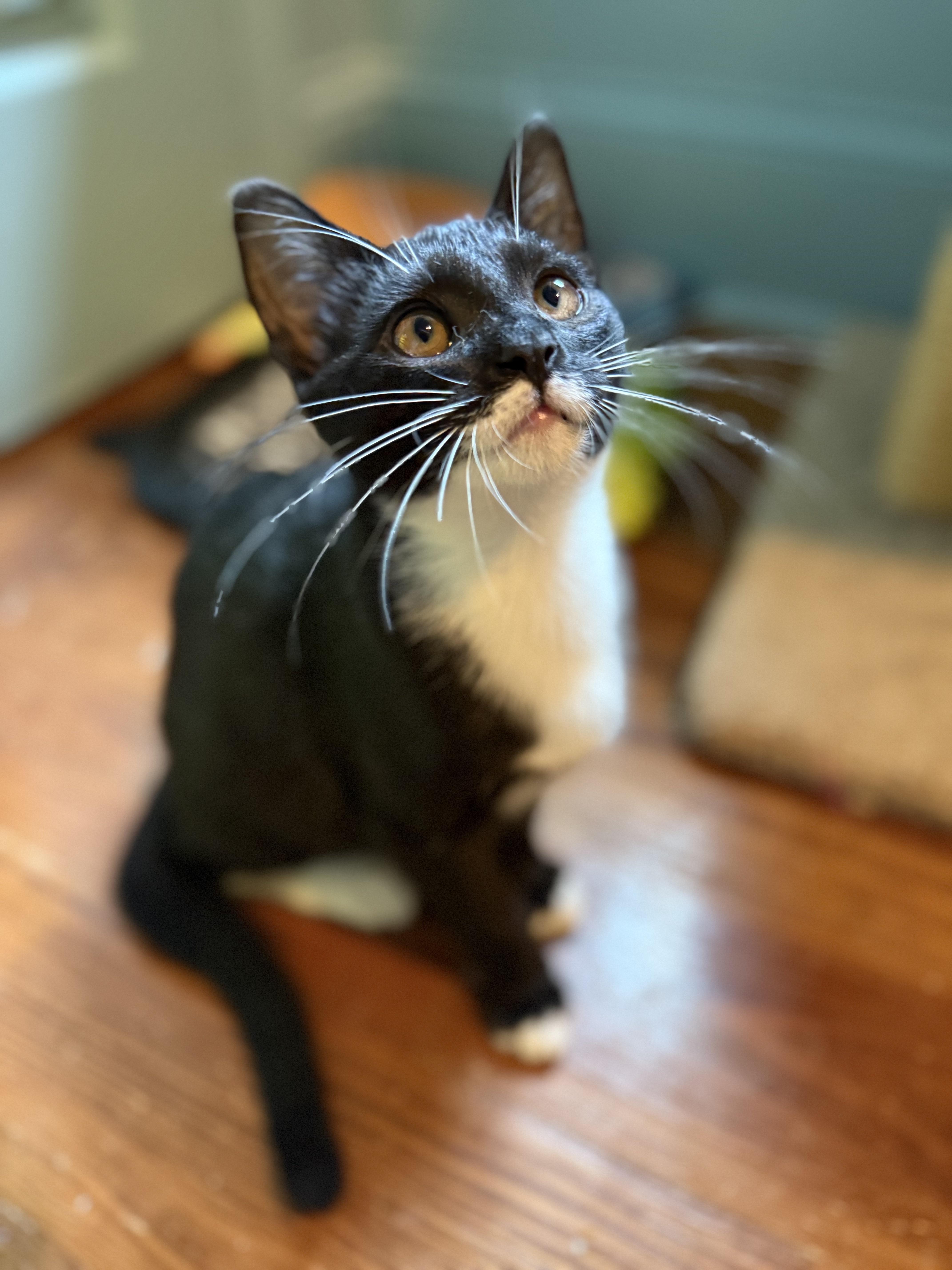 Bunsen Burner  Athens thumbnail 5