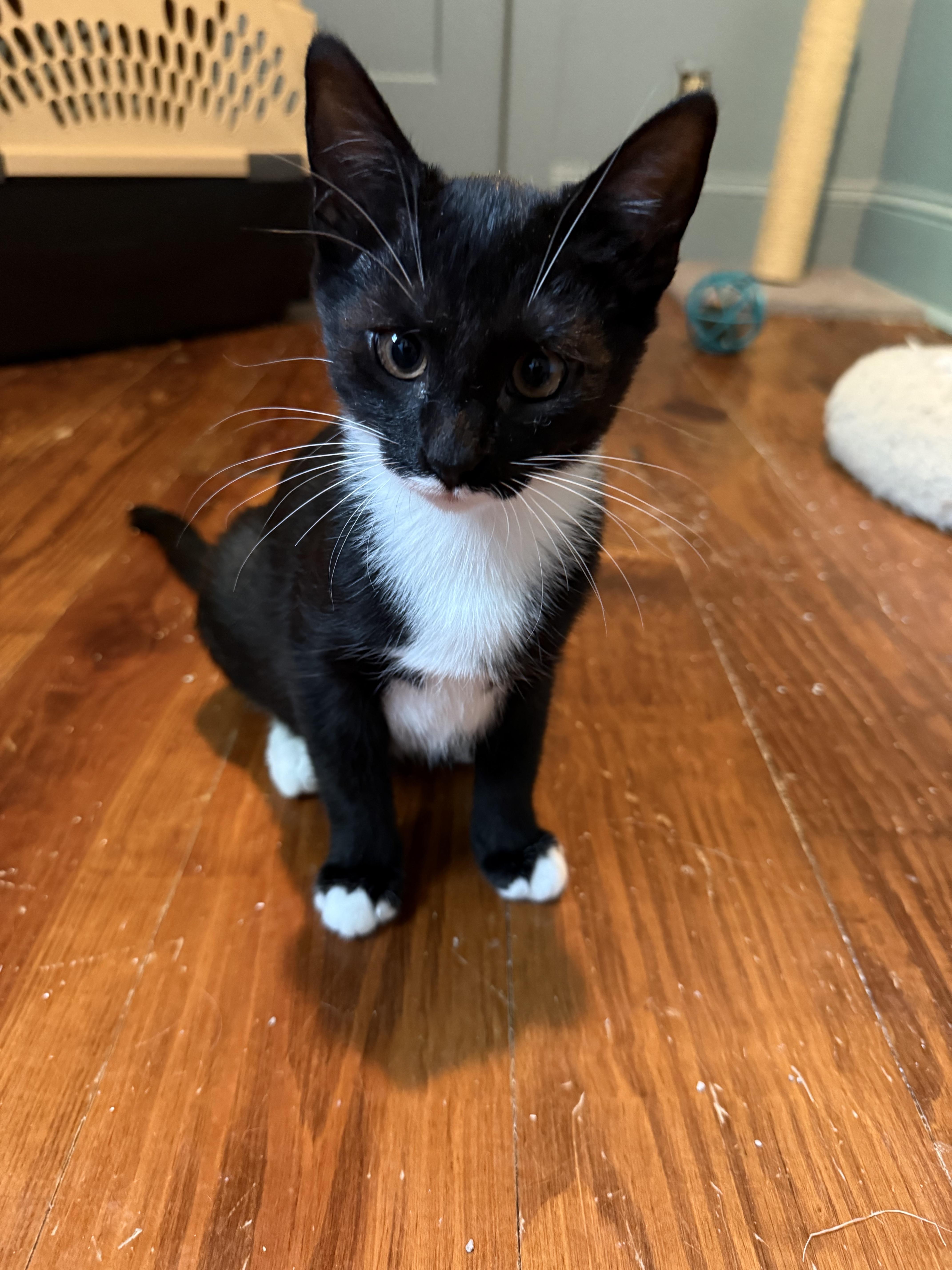 Bunsen Burner  Athens thumbnail 6