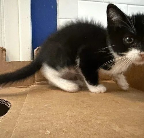 A young medium-sized female Domestic Short Hair cat named Niya for adoption in Tampa, FL