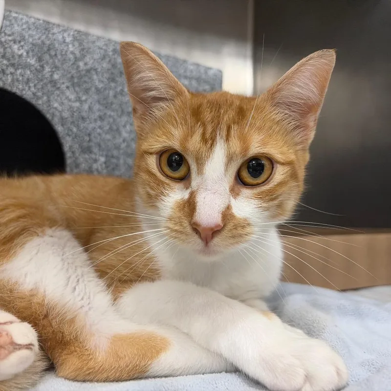 A young medium-sized female White Domestic Short Hair cat named Kinder for adoption in Newark, NJ