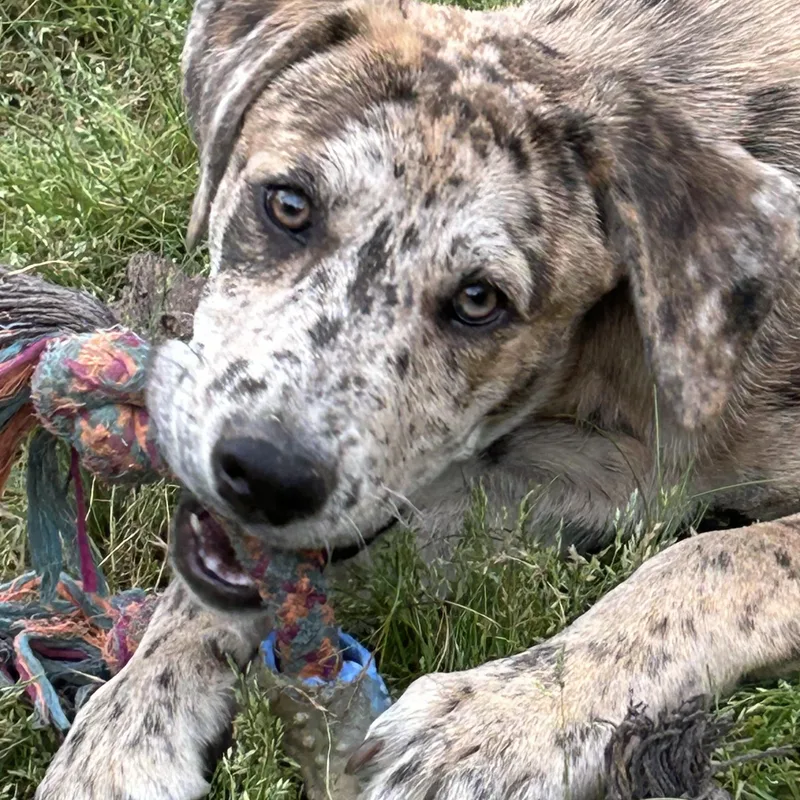 A baby medium-sized female Gray / Blue / Silver Australian Shepherd dog named Fiona for adoption in Okolona, MS