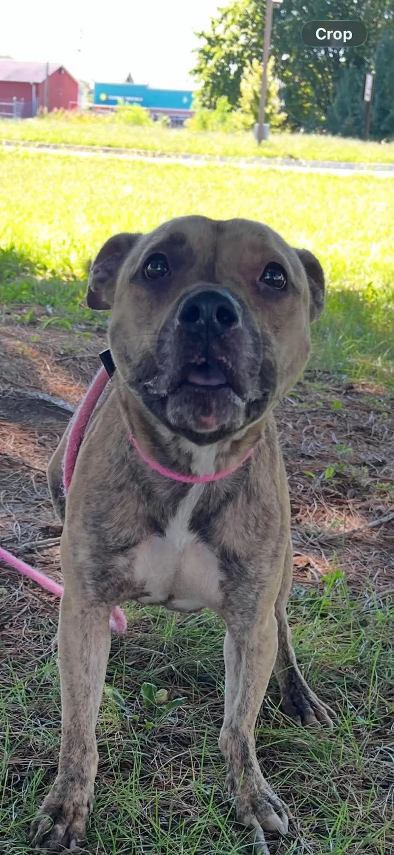 An adult medium-sized female Brindle Pit Bull Terrier dog named Suzy Q for adoption in Springfield, IL