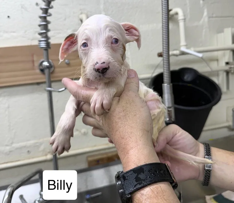 A baby medium-sized male Australian Shepherd dog named Billy for adoption in Blue Springs, MO