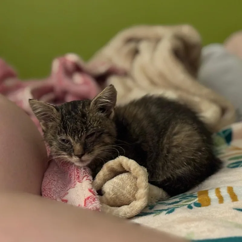 Bella thumbnail 3