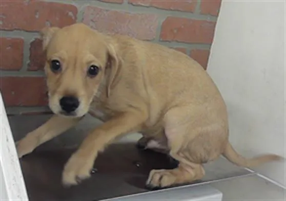 A baby small-sized male German Shepherd Dog dog named Moe for adoption in Houston, TX