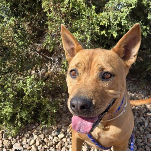 A young medium-sized female Red / Chestnut / Orange Pit Bull Terrier dog named Koda for adoption in Grand Junction, CO