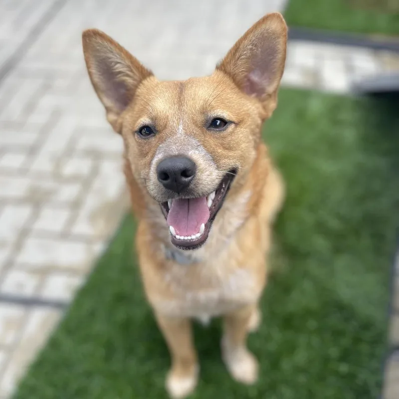 A young small-sized female Corgi dog named Tails for adoption in Los Angeles, CA