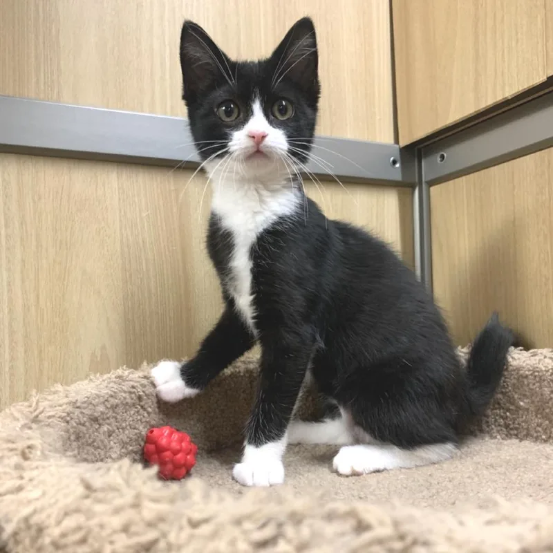 A baby small-sized female Black Domestic Short Hair cat named Meelah for adoption in Hemet, CA