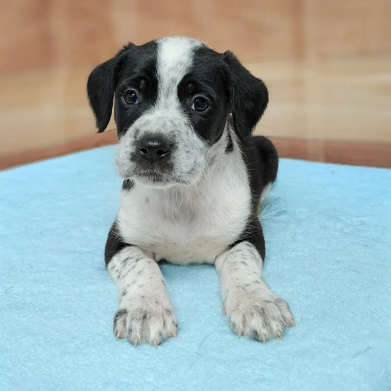 A baby medium-sized male Black Standard Poodle dog named Shayne for adoption in Griswold, CT