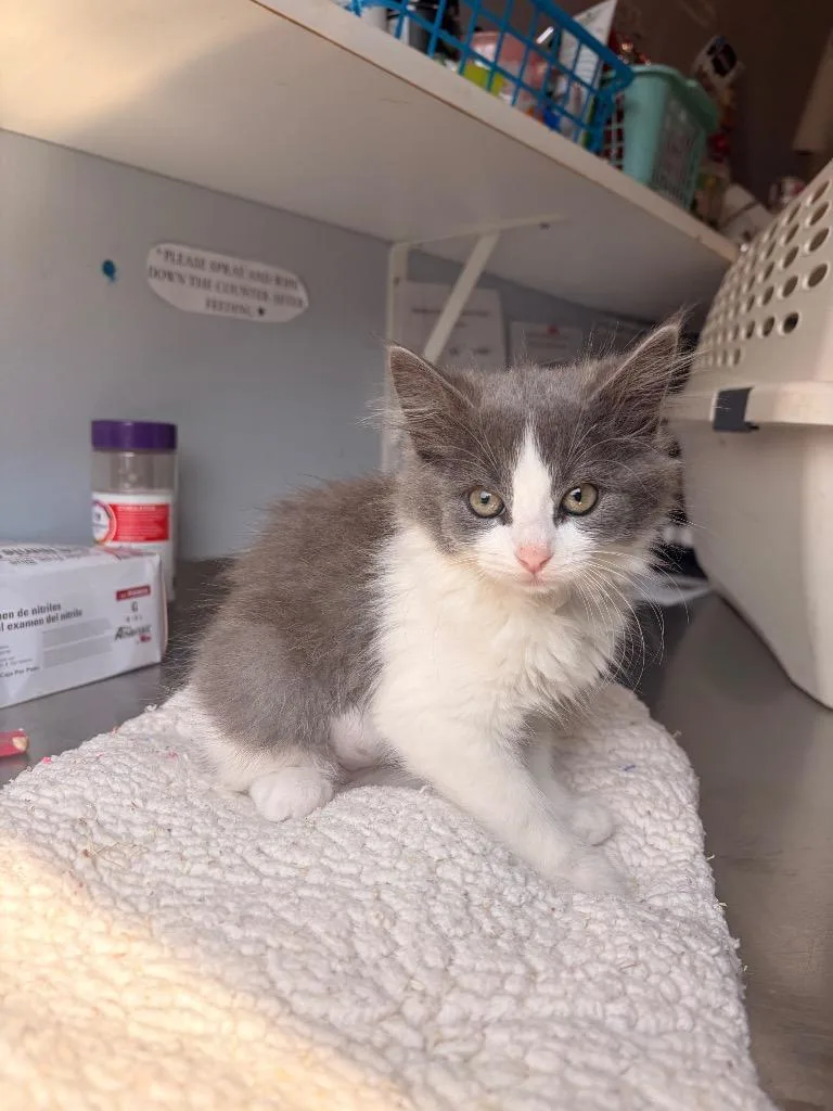 A baby medium-sized male Domestic Medium Hair cat named R River for adoption in Ashland, WI