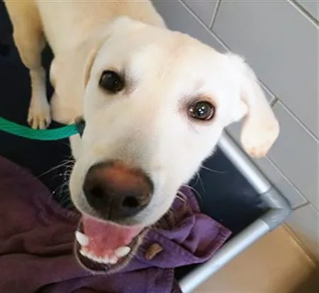 A young medium-sized male Yellow / Tan / Blond / Fawn Mixed Breed dog named Moose Tracks for adoption in Nashville, TN