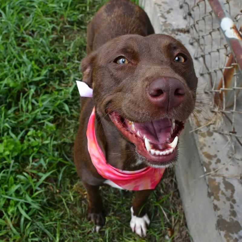An adult medium-sized female Pit Bull Terrier dog named Bea for adoption in Beaumont, TX