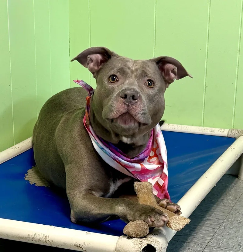 A young medium-sized female Pit Bull Terrier dog named Belle for adoption in Spring Lake, NJ
