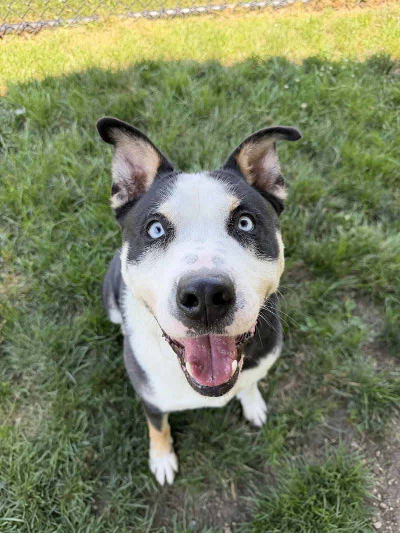 A young medium-sized male Tricolor (Brown, Black, & White) Husky dog named Brewster Tag for adoption in Central Islip, NY