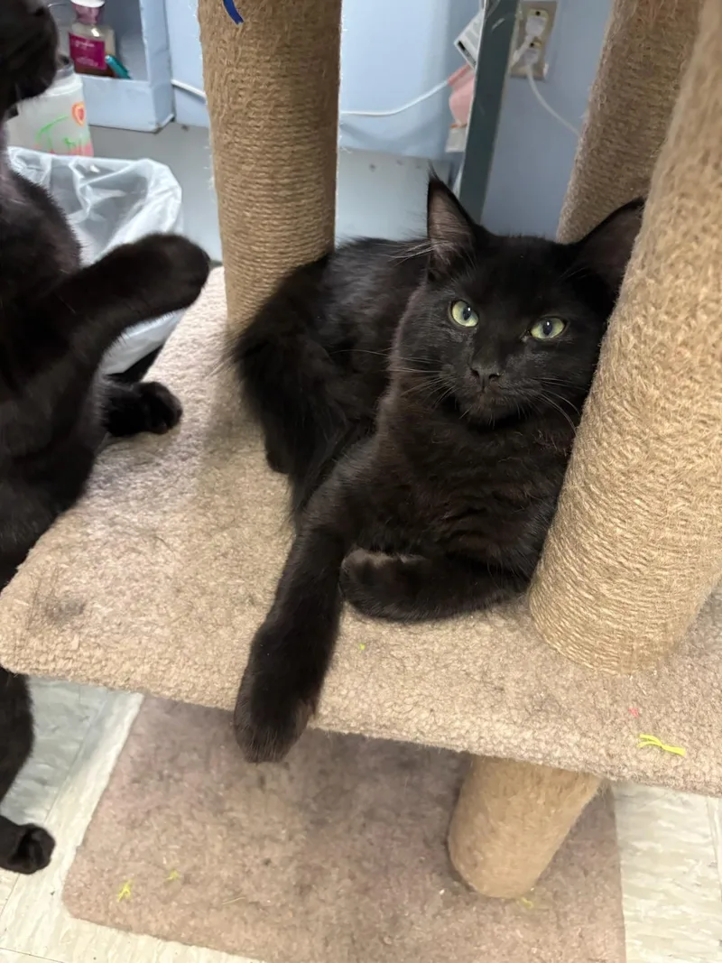 A young medium-sized male Domestic Long Hair cat named Alfalfa for adoption in Rochester, WA