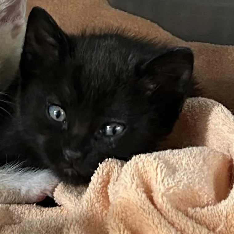 A baby small-sized male American Wirehair cat named Demetrius for adoption in mount vernon, AR