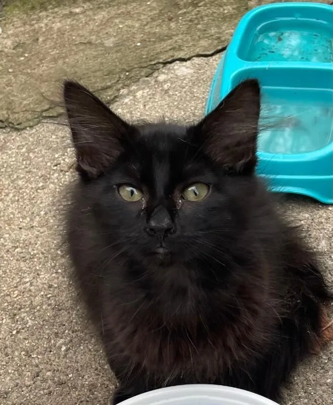 A young small-sized female Black Domestic Short Hair cat named Coffee for adoption in Cincinnati, OH