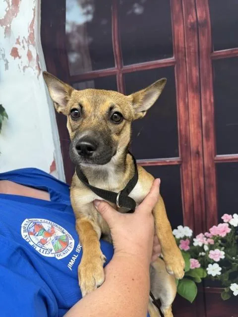 A baby small-sized female German Shepherd Dog dog named Anabelle for adoption in San Bernardino, CA