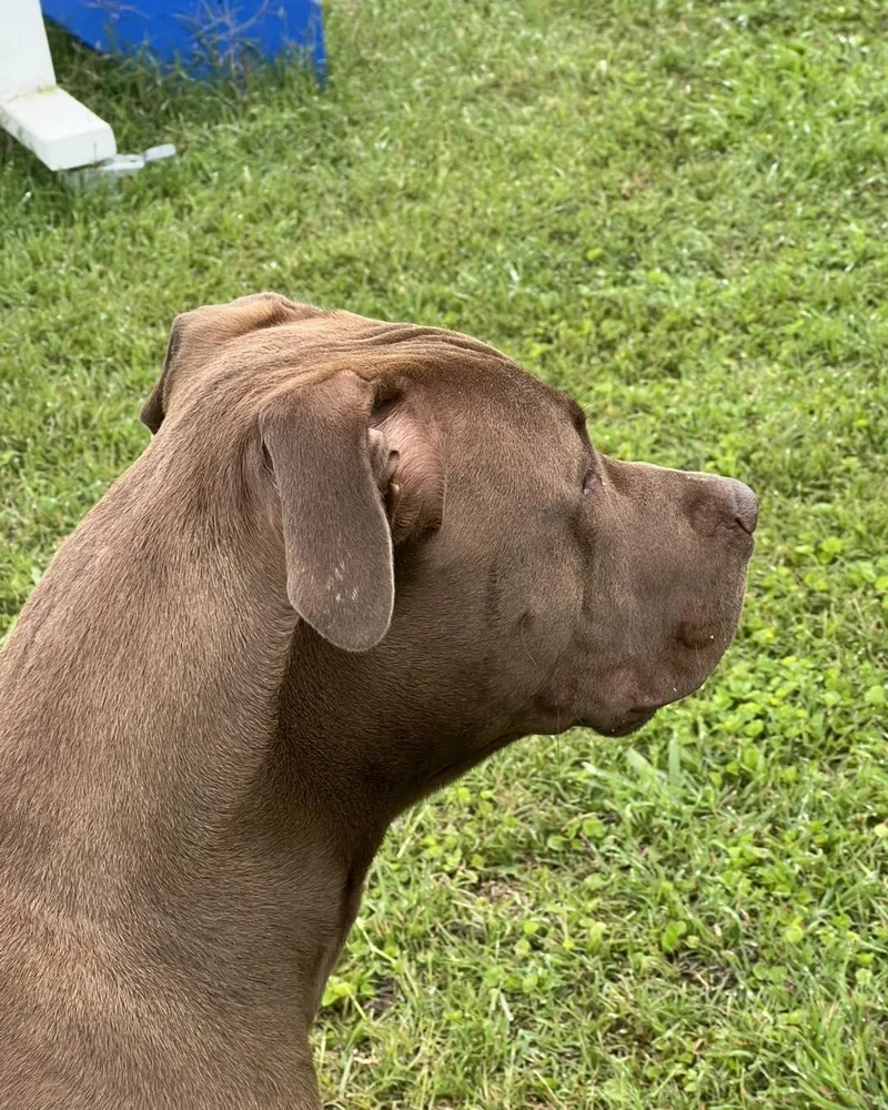 Muddy