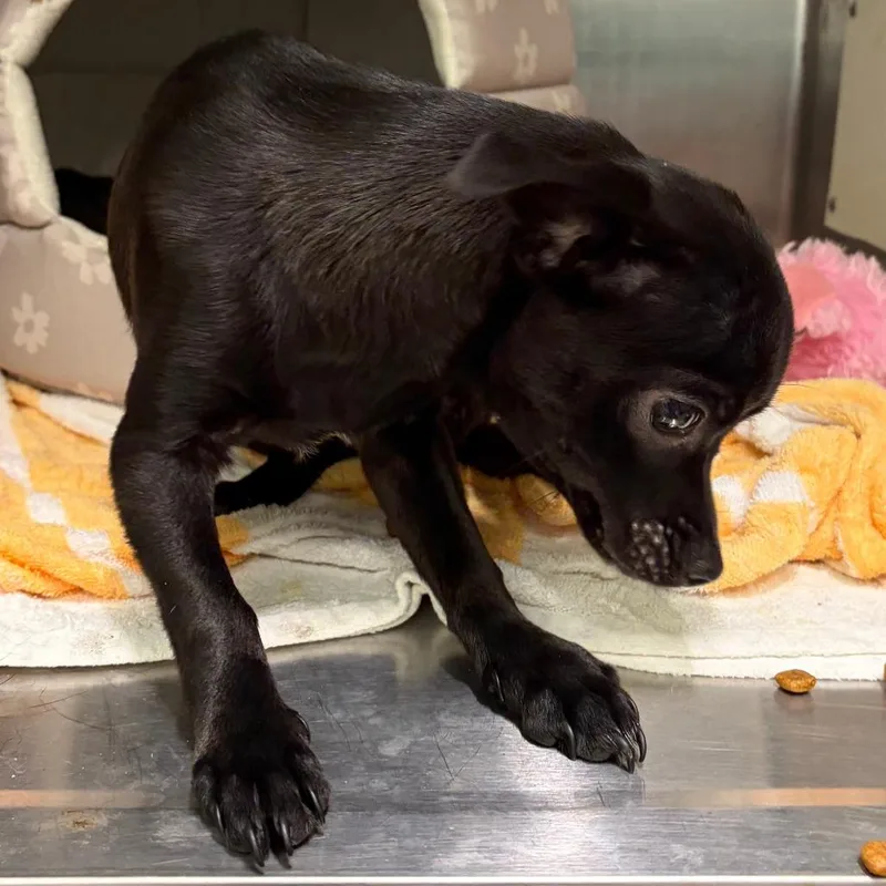 A young small-sized female Black Chihuahua dog named Ice Cream for adoption in Austin, TX