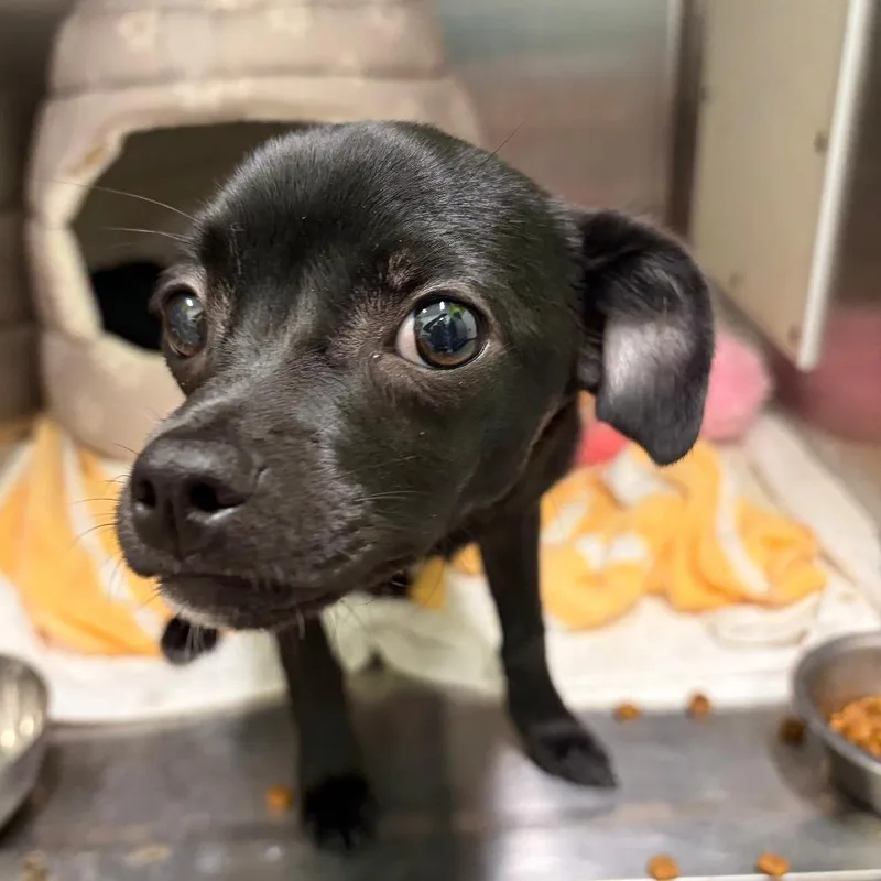 Ice Cream thumbnail 2