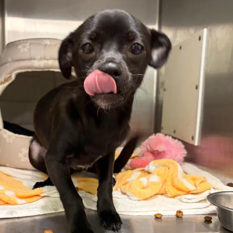 Ice Cream thumbnail 3