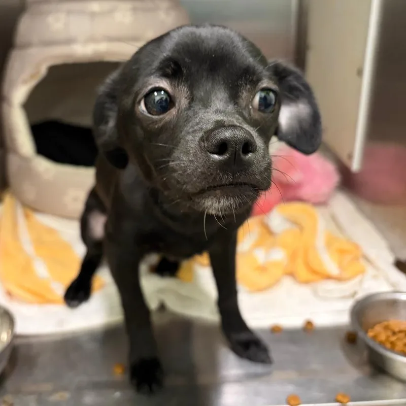 Ice Cream thumbnail 4