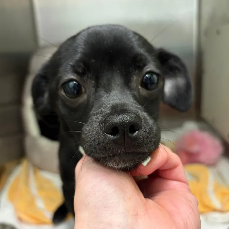 Ice Cream thumbnail 5